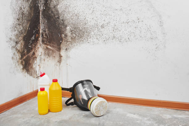 Best Fast Mold Removal  in Hereford, TX