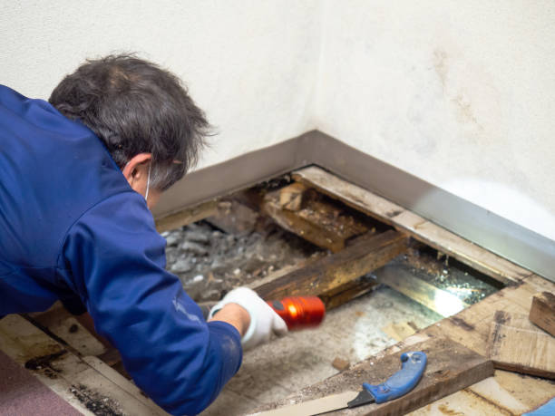 Best Professional Mold Removal  in Hereford, TX