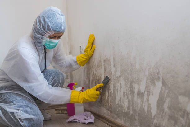 Best Mold Testing  in Hereford, TX