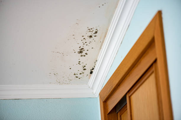 Best Home Mold Removal  in Hereford, TX