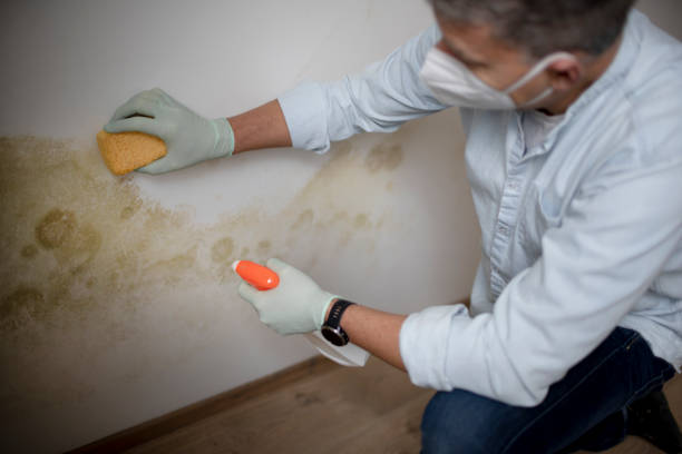 Best Mold Cleaning Services  in Hereford, TX