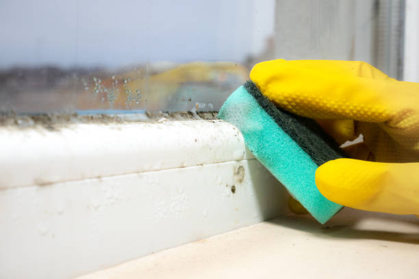 Best Commercial Mold Removal  in Hereford, TX
