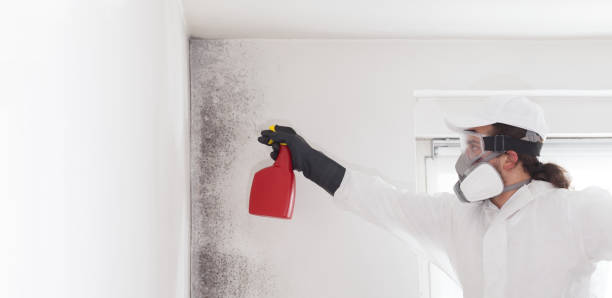 Best Same-Day Mold Removal  in Hereford, TX