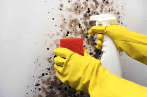 Best Professional Mold Removal  in Hereford, TX