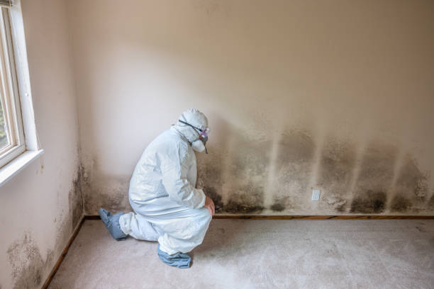 Best Emergency Mold Removal  in Hereford, TX