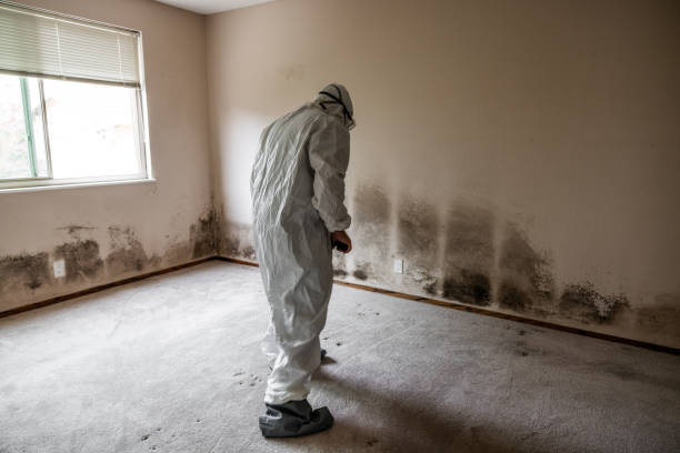 Best Black Mold Removal  in Hereford, TX