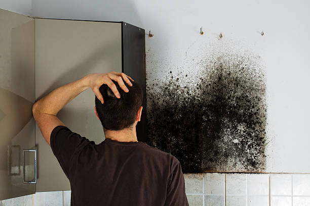 Best Home Mold Removal  in Hereford, TX