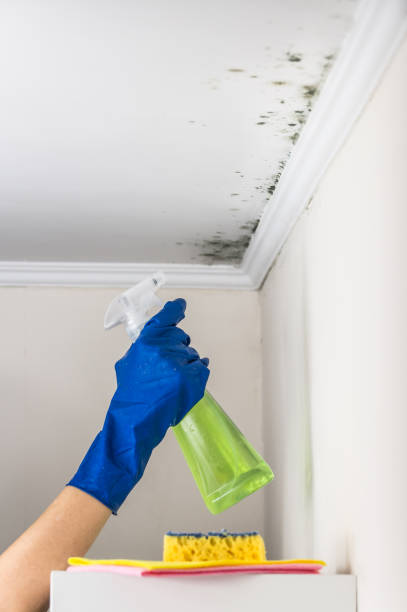 Best Mold Removal Company Near Me  in Hereford, TX
